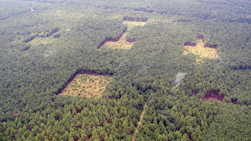 Areal view of deforested patches of forest