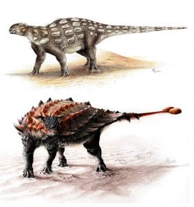 Gobisaurus compared with Ziapelta, an ankylosaur with a fully developed tail club. Artist: Sydney Mohr.