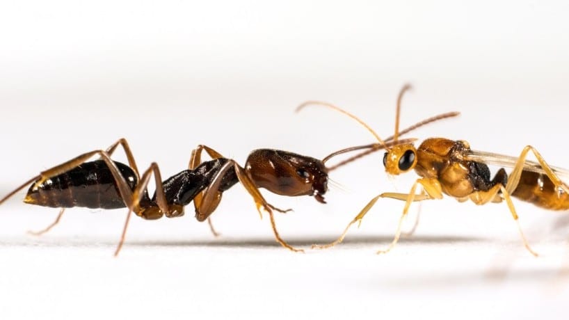 Trapjaw ants