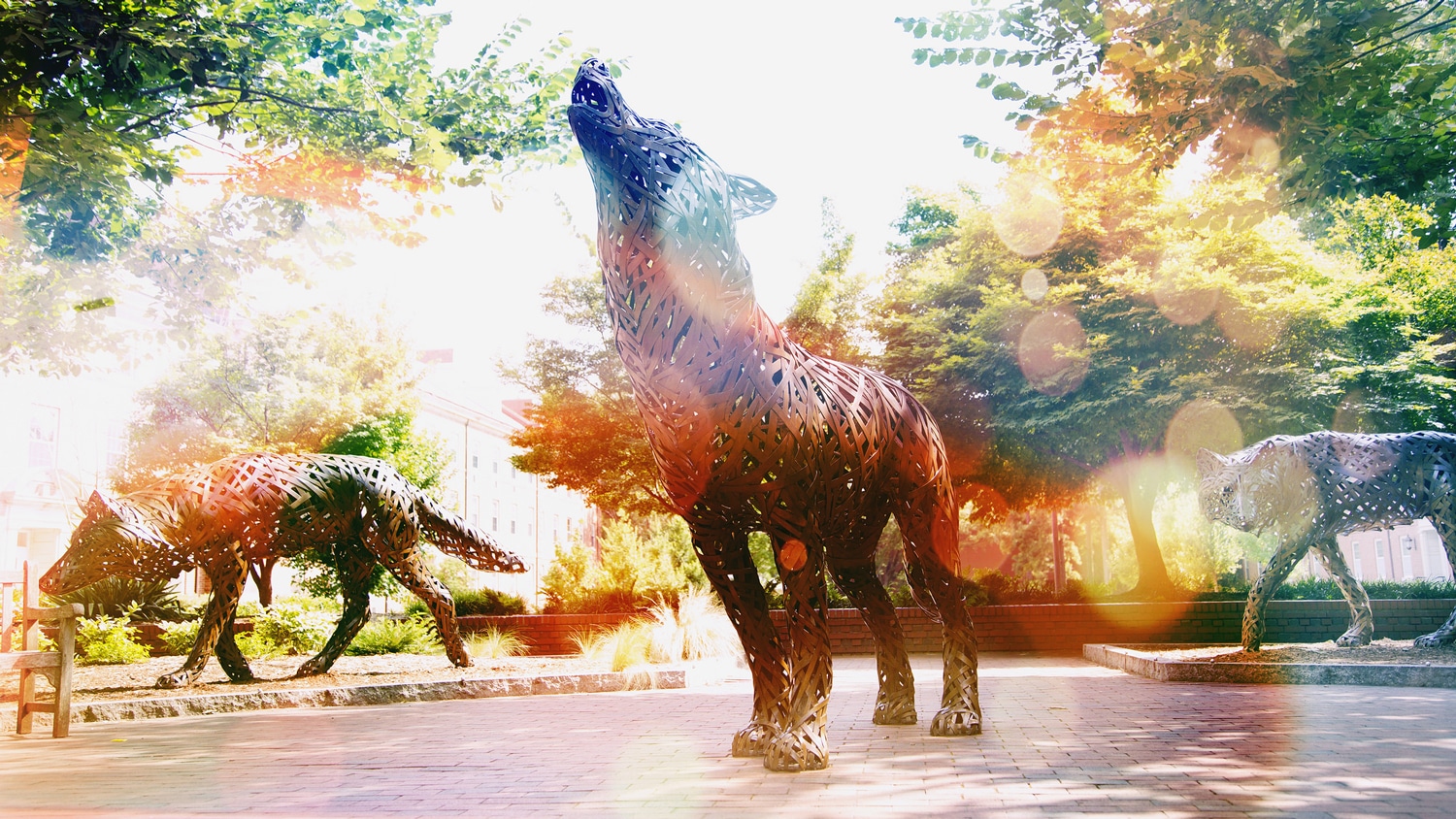 The Wolves sculptures on the NC State campus