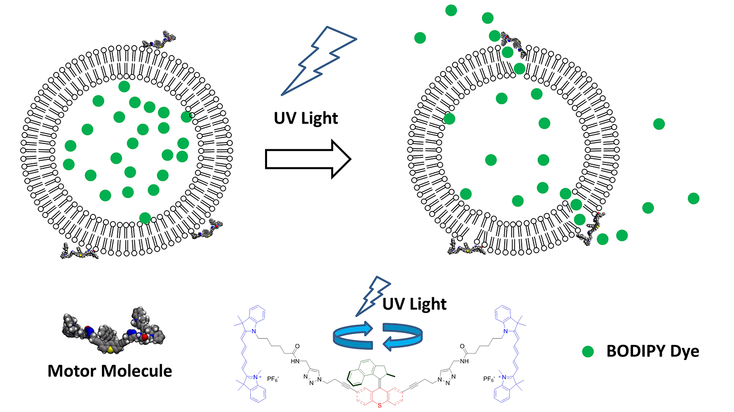 Motorized molecules open up synthetic membrane and release dye molecules from lipid vesicles upon light activation in a model system.