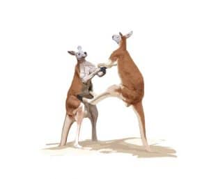 Australian Safari app -- kangaroos