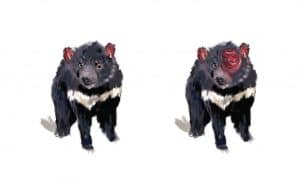 Australian Safari app -- Tasmanian Devil illustration