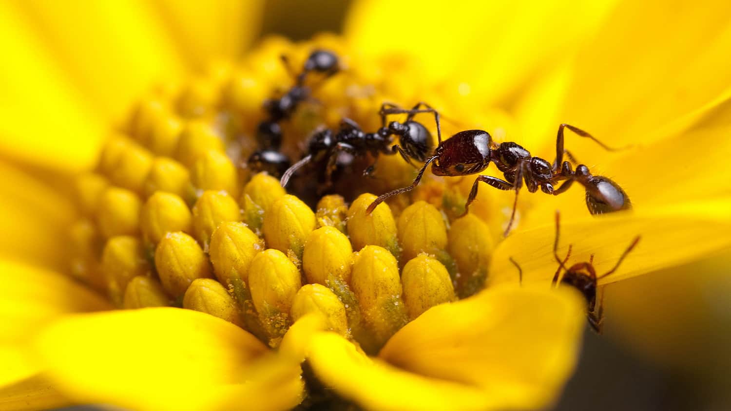 Ant antibiotic research