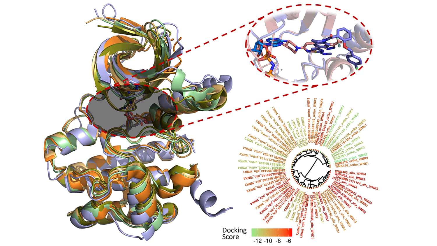 computer modeling of WNK kinase inhibitors