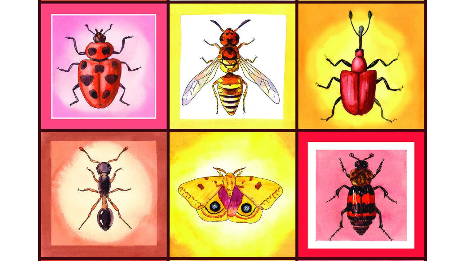 Illustrations of six different types of insects