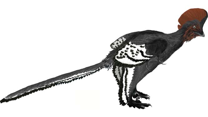Illustration of Anchiornis huxleyi