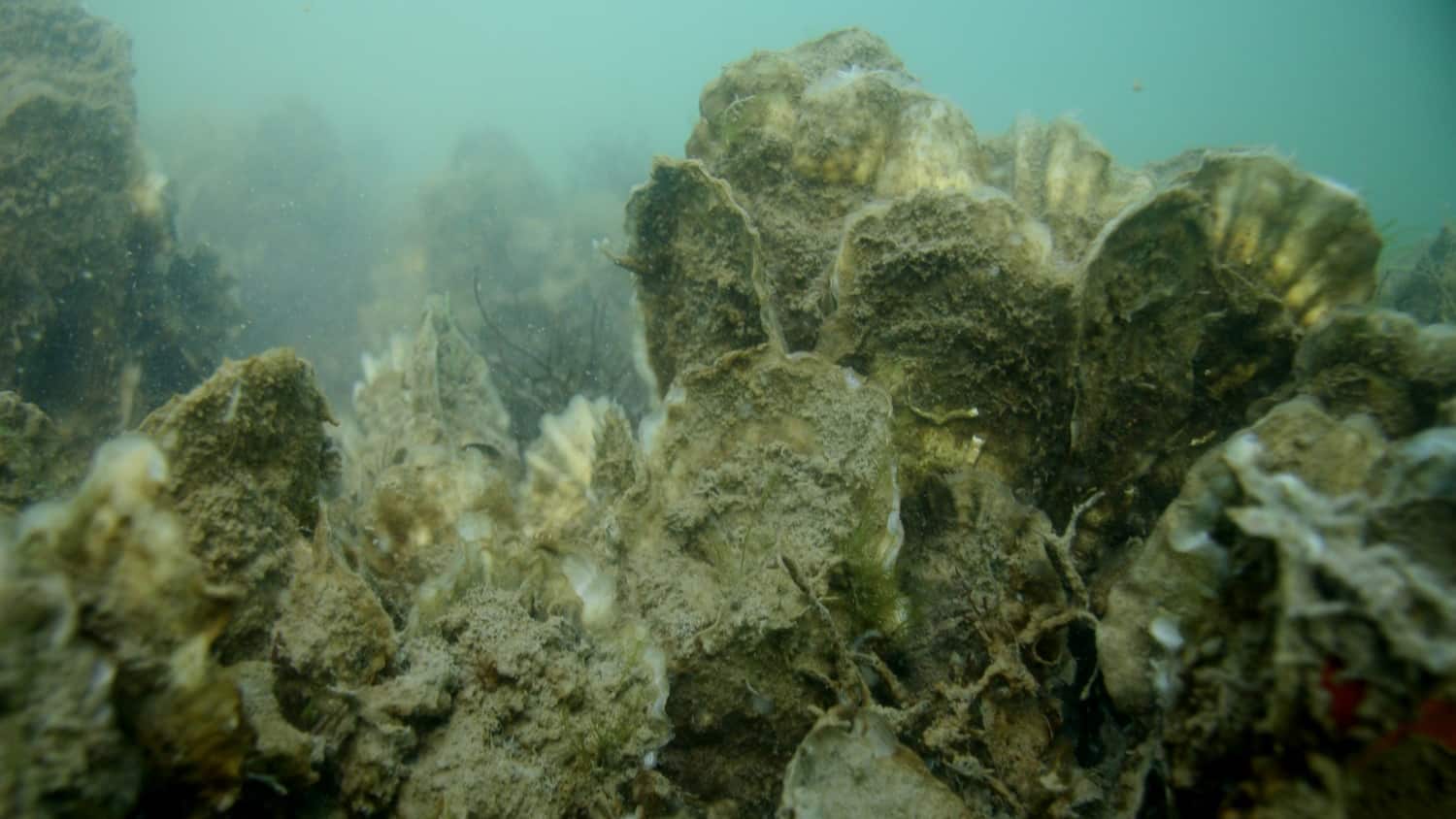 Undersea oyster sanctuary photo