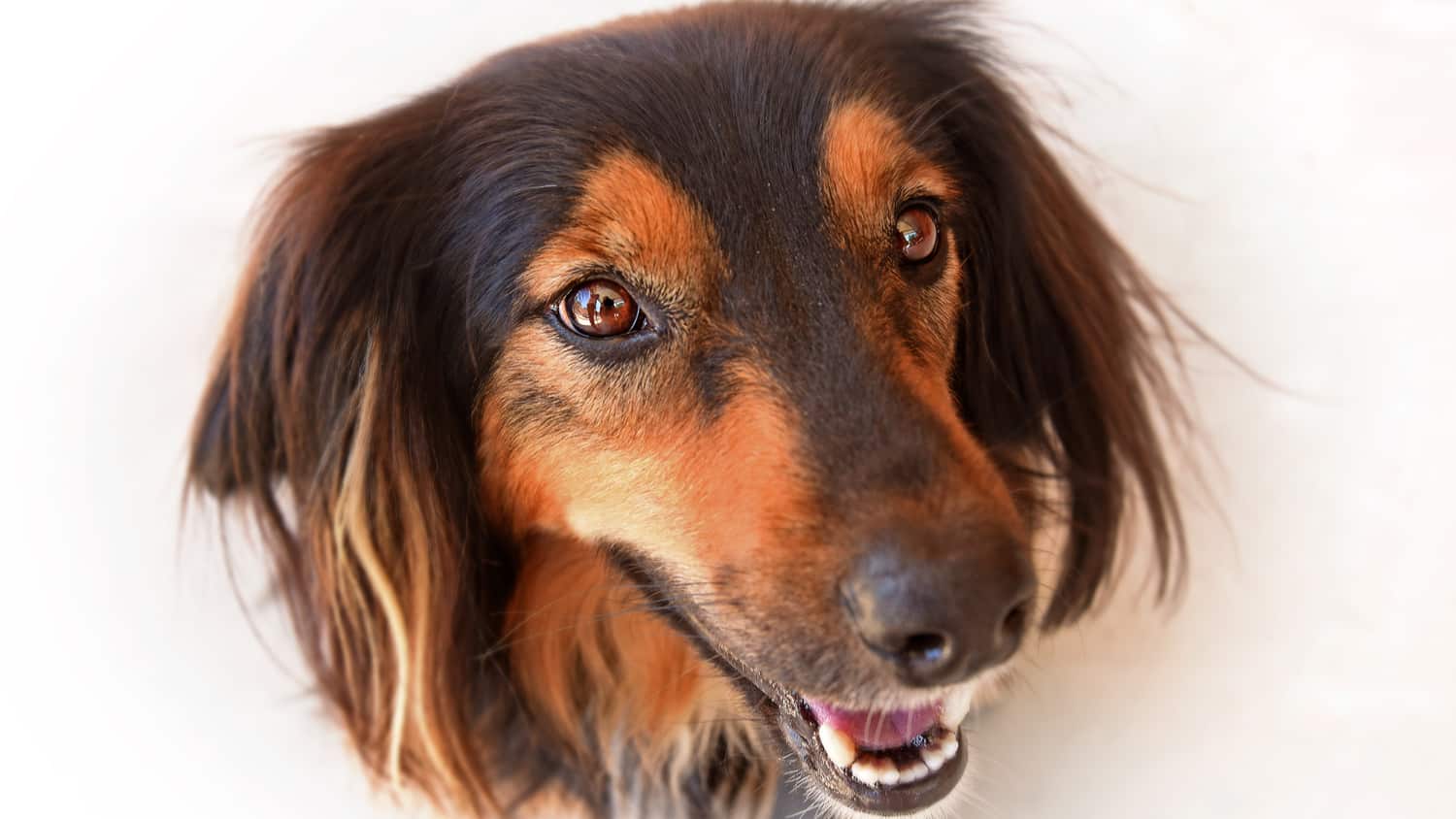 Close-up of a dog's face with a hopeful expression