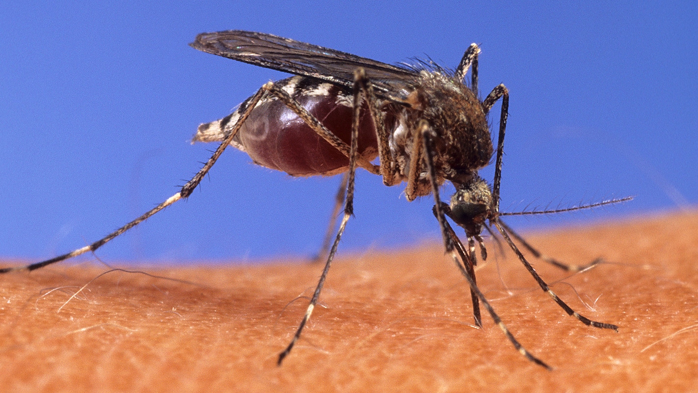 A mosquito poised on a human arm