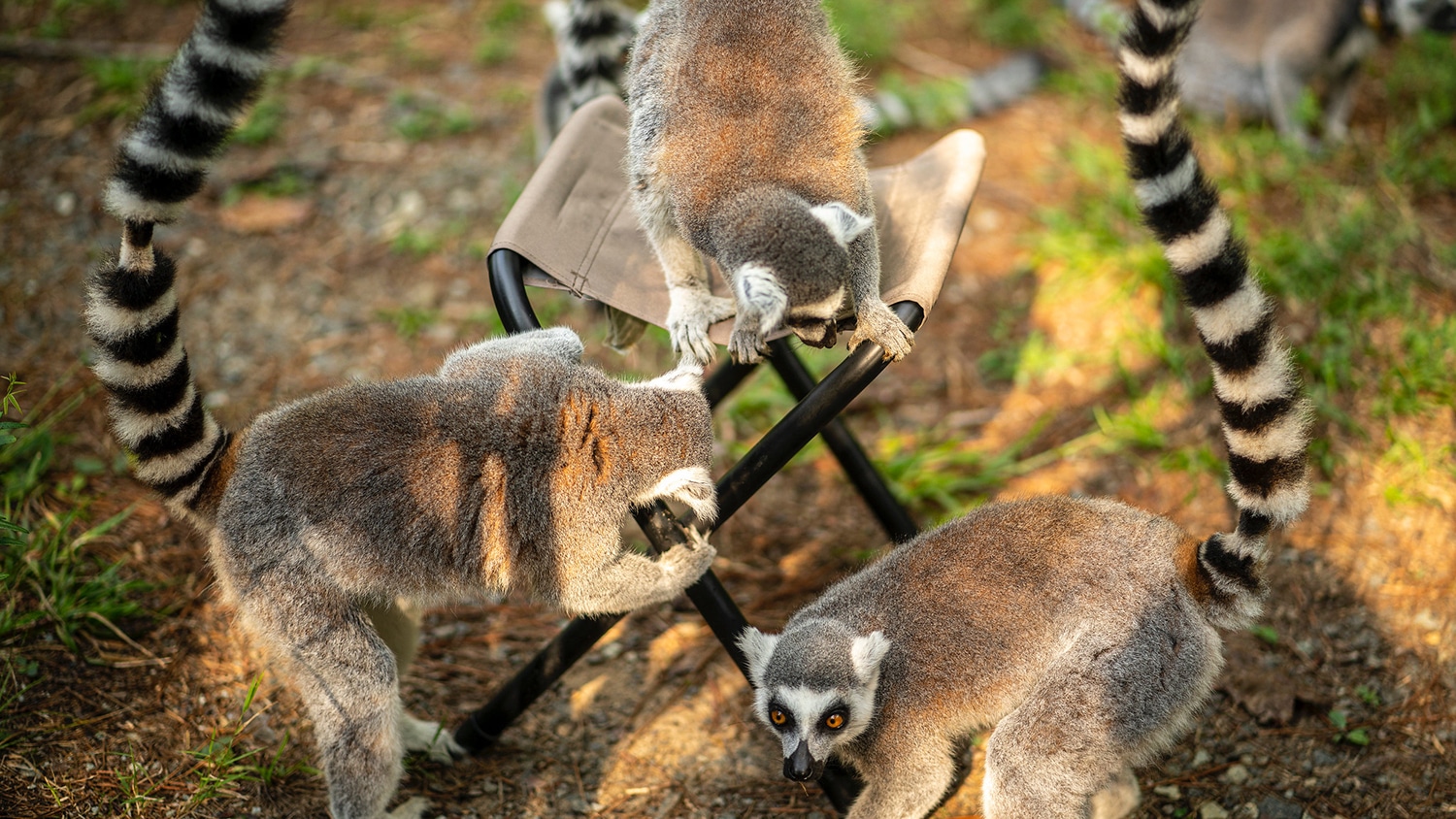 Three lemurs crawl on and around a small stool in a forest