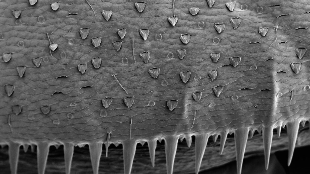 Chloride Cells on the Abdomen of a Mayfly Larva