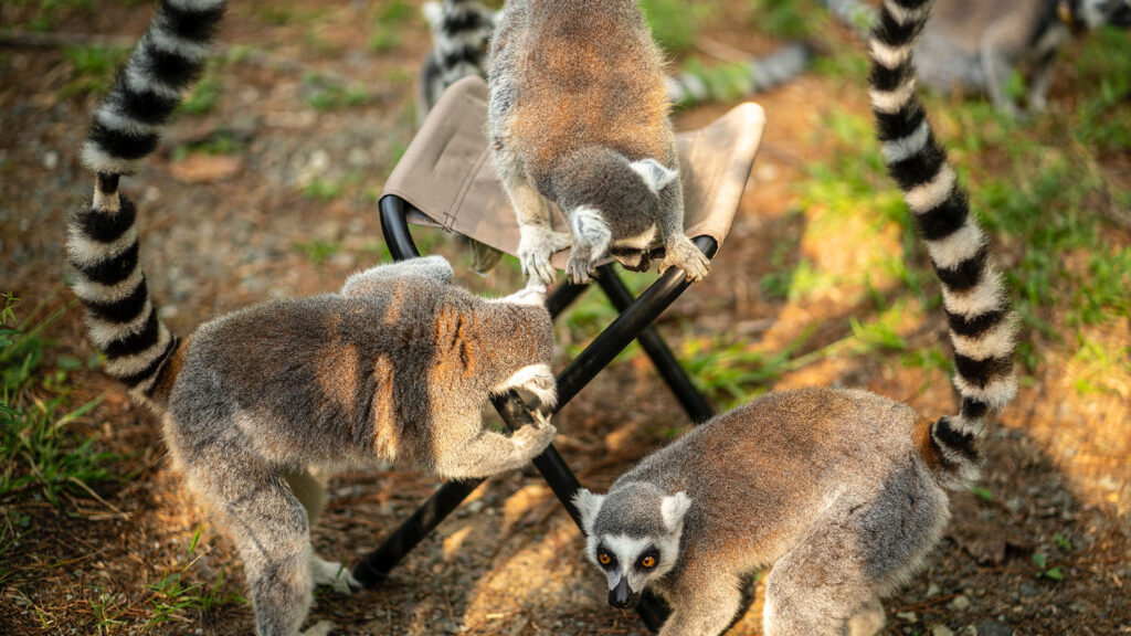 Lemurs climb on and around a cloth stool