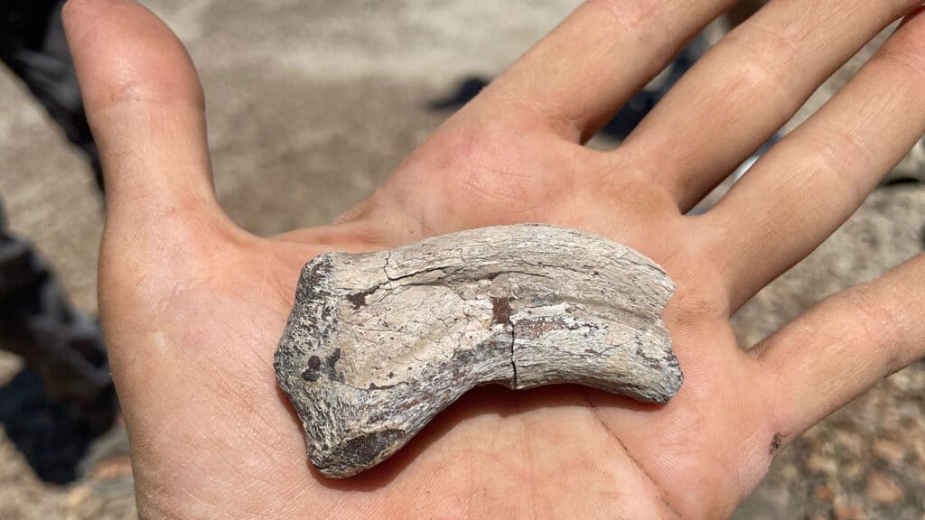 A raptor claw fossil held in an open hand