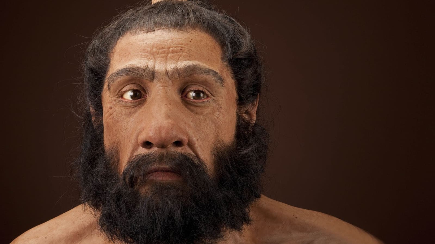 lifelike sculpture of a powerfully built neandertal man with a broad brow, brown hair and beard