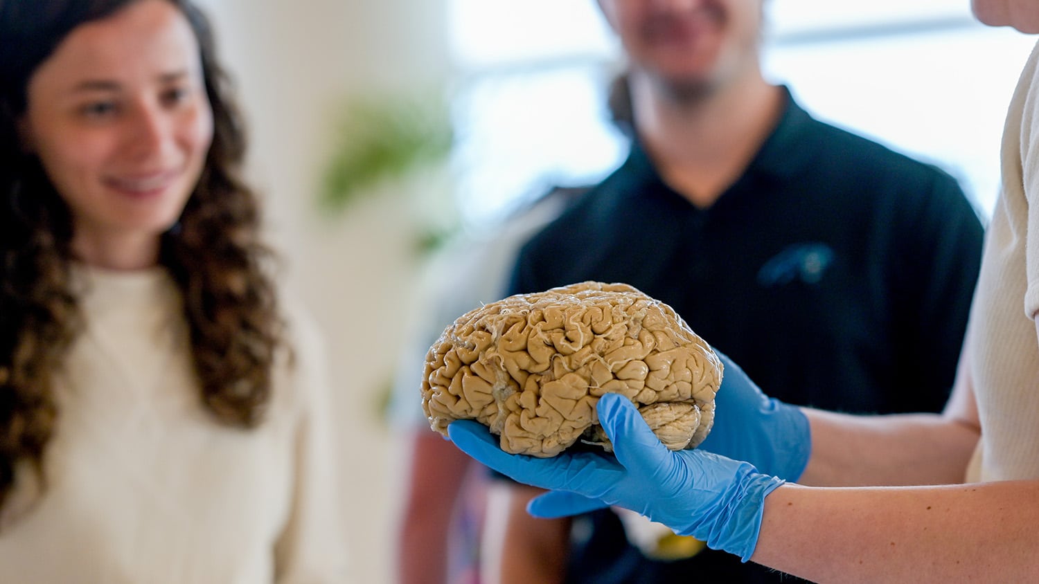 A person with latex gloves holds a brain