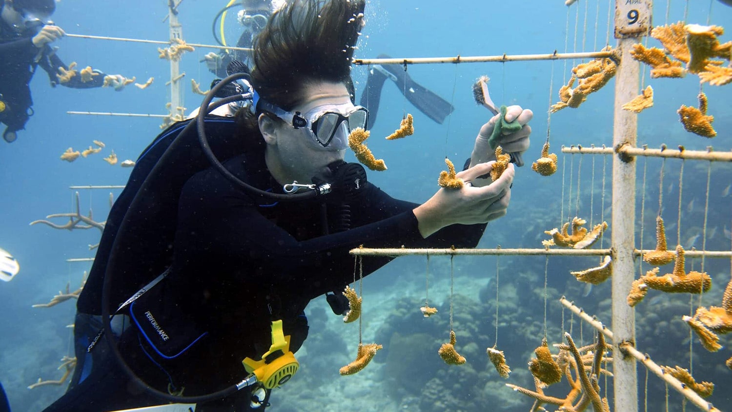 A scuba diver explores the Calabas Reef in Bonaire