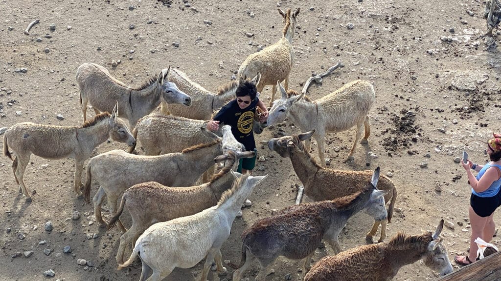 A student surrounded by donkeys