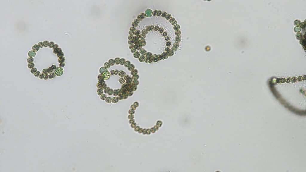 Toxin-producing cyanobacteria Dolichospermum from North Carolina coastal waters
