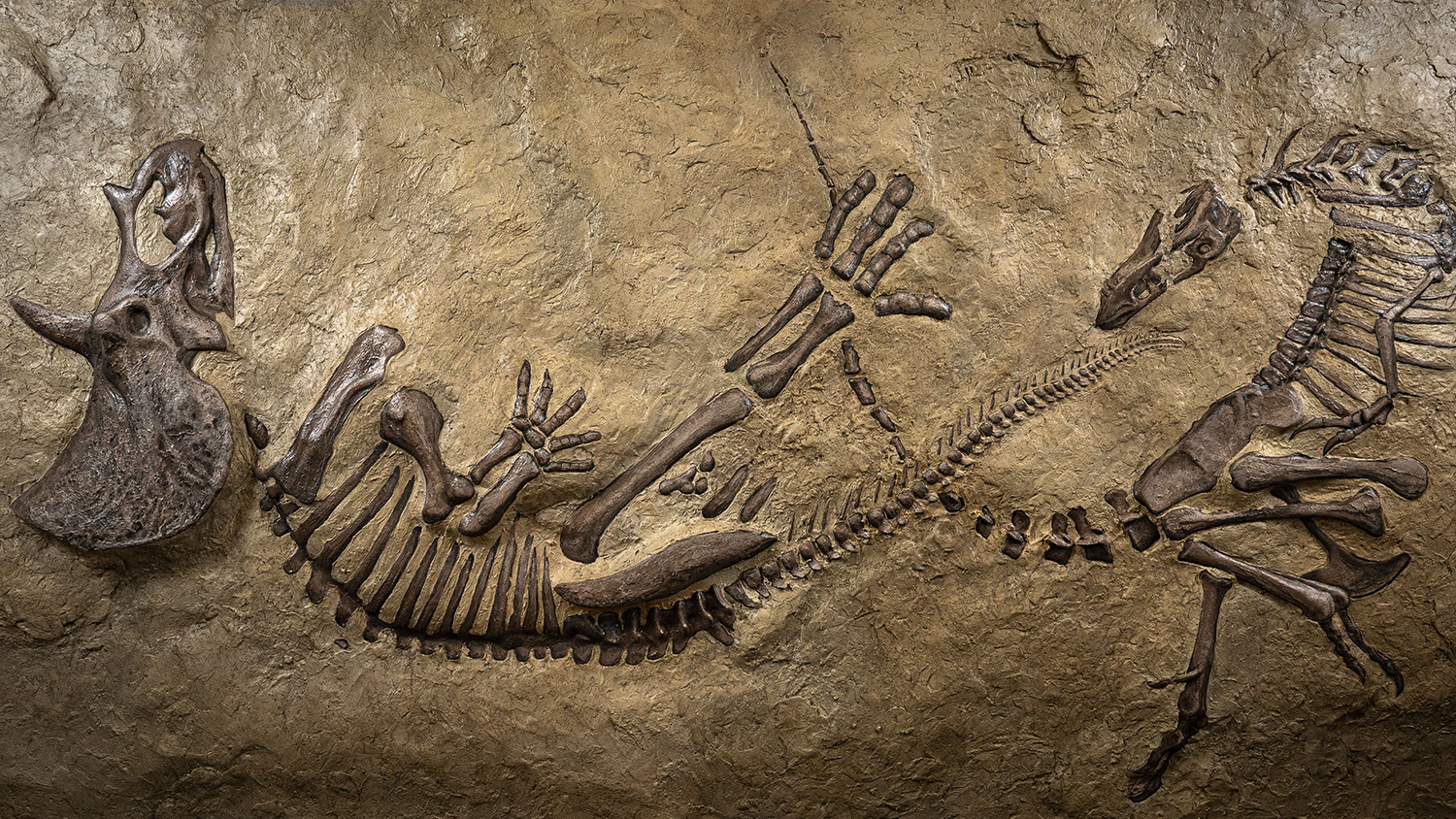 A replica of the "Dueling Dinosaurs" fossil