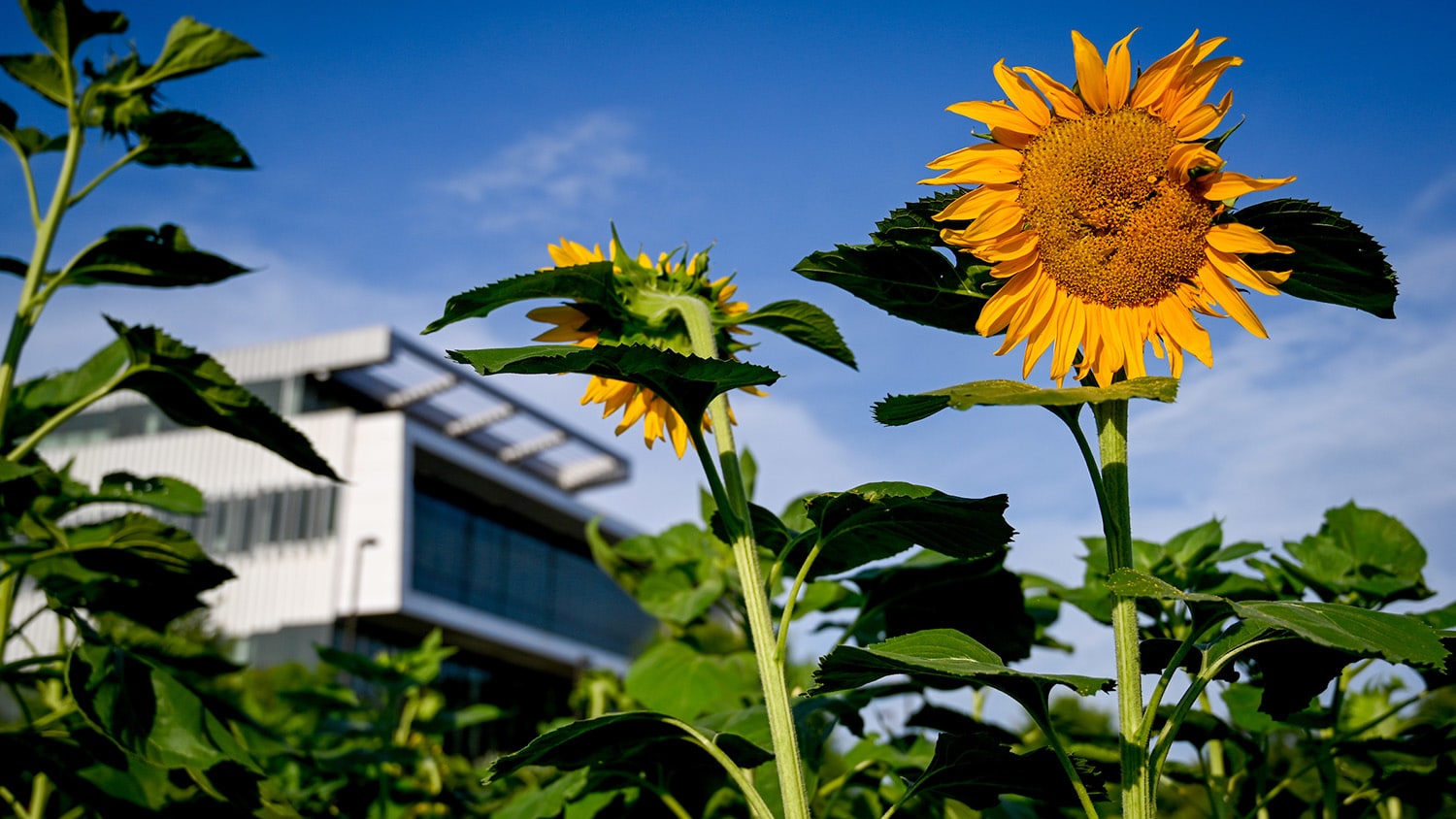 Sunflowers outside Hunt Library on NC State's campus.