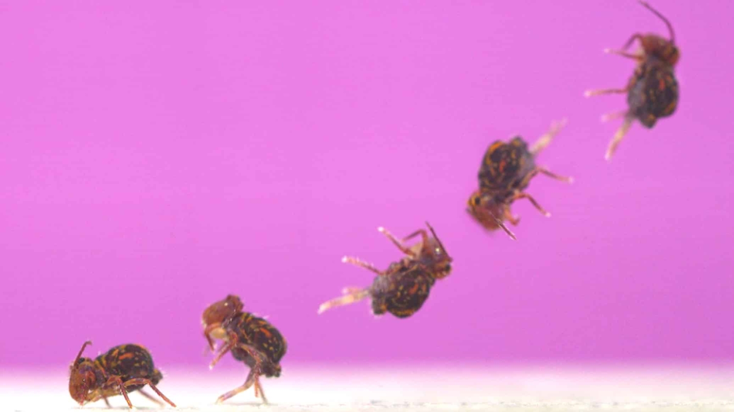 The globular springtail