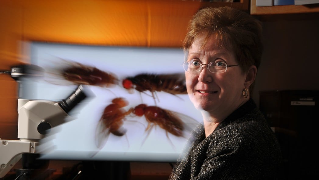 Trudy Mackay sits in front of a microscope in a lab.