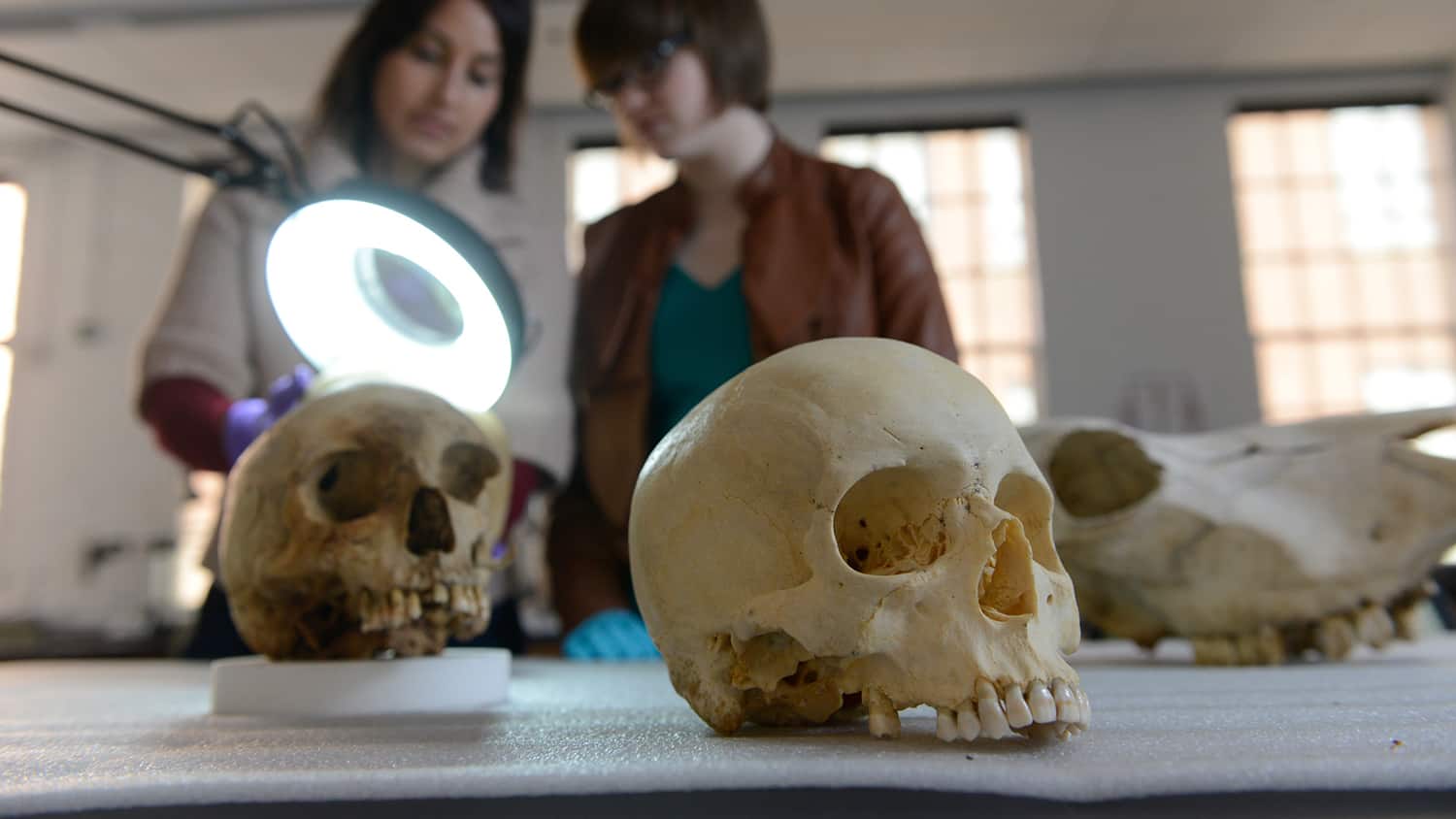 Ann Ross works in her forensic bone with a graduate student lab at the Park Shops