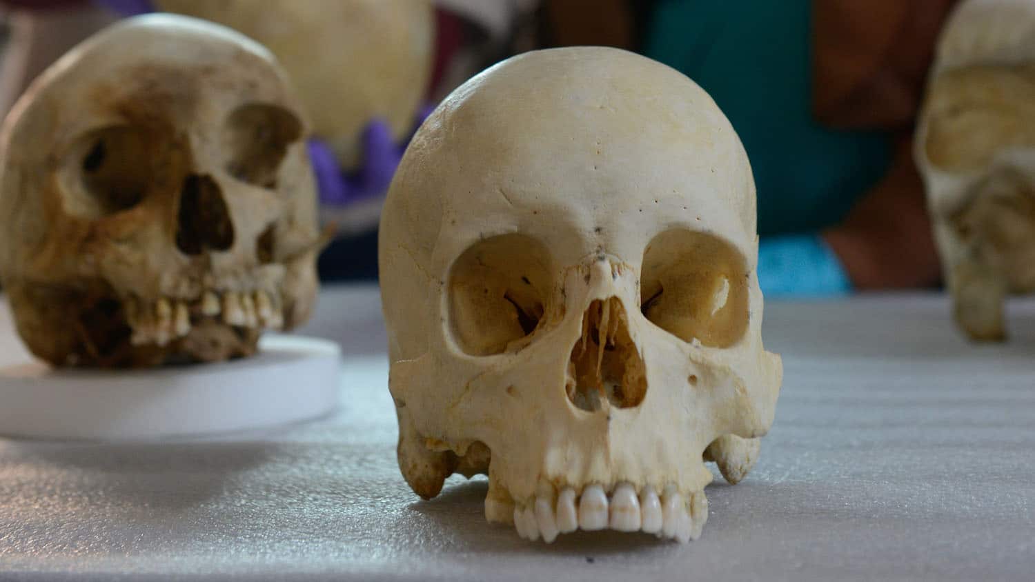 Human skulls on a table in Ann Ross's lab