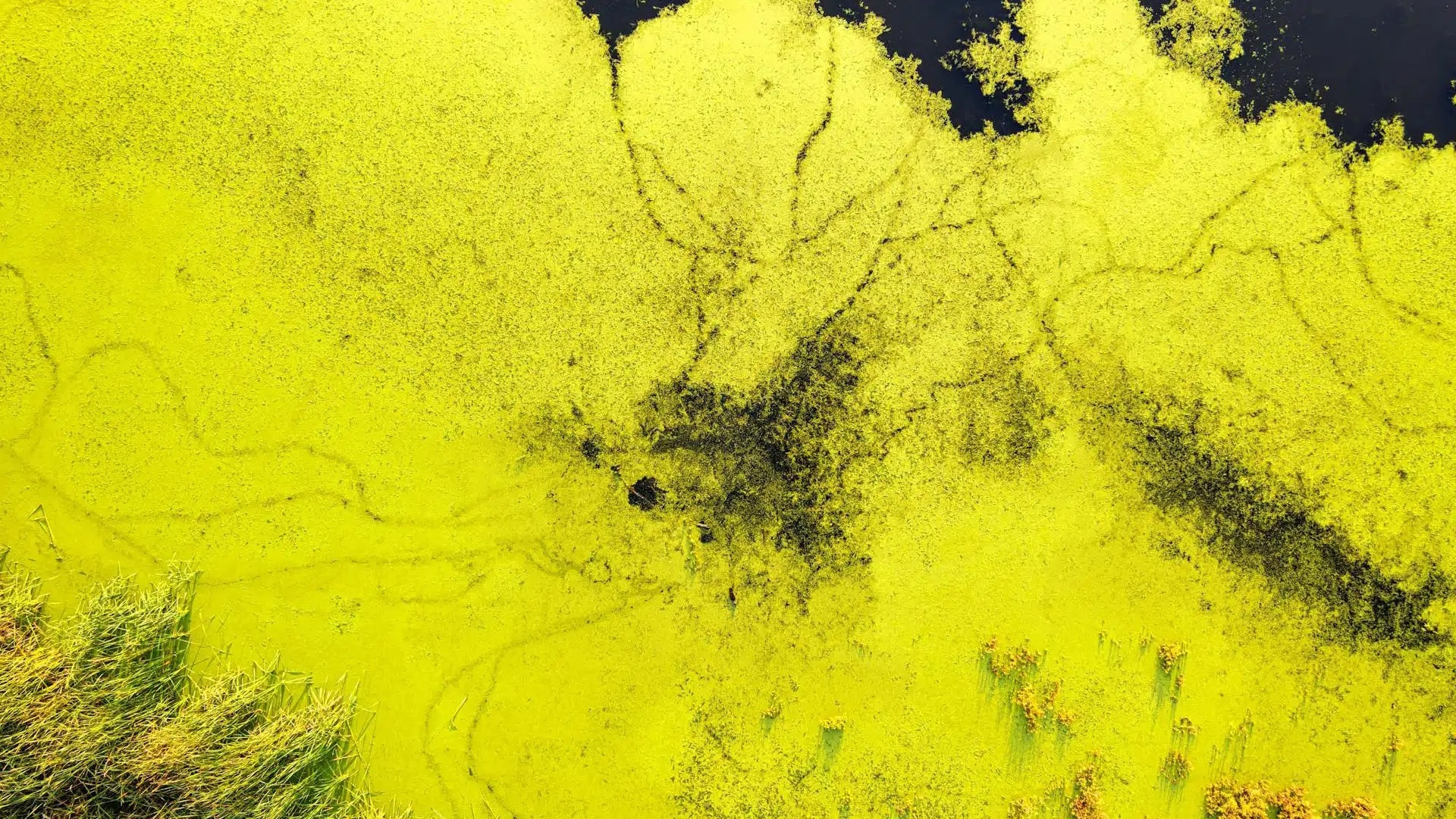 Green algae on water.
